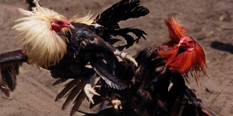 BJ39 Đá Gà luôn được kê thủ ưa chuộng