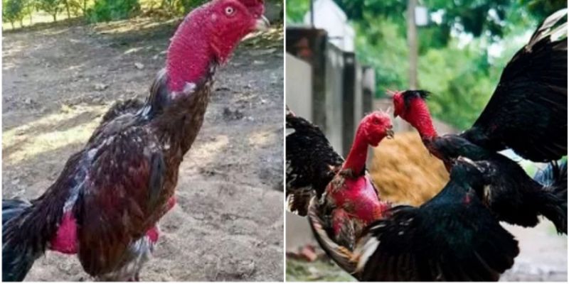 Các chú ý trong việc lựa chọn giống gà đá