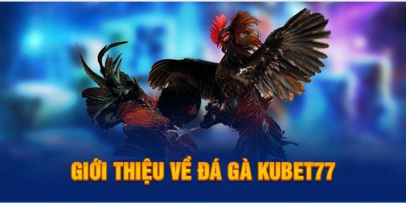 Đá gà Kubet77 là trang được các kê thủ yêu thích
