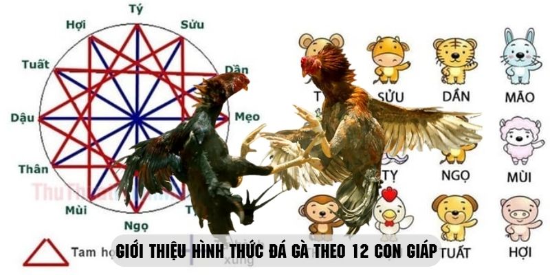 khái quát đá gà theo 12 con giáp độc lạ hiện nay