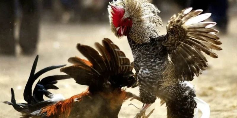 Loại hình cá cược đá gà campuchia mới nhất