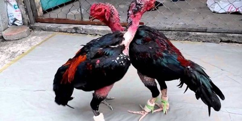 Lý do người chơi mới nên nắm bắt các cách chọn giống gà đá